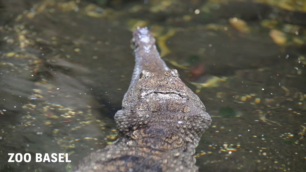 Nachwuchs bei zwei Krokodil-Arten im Zoo Basel