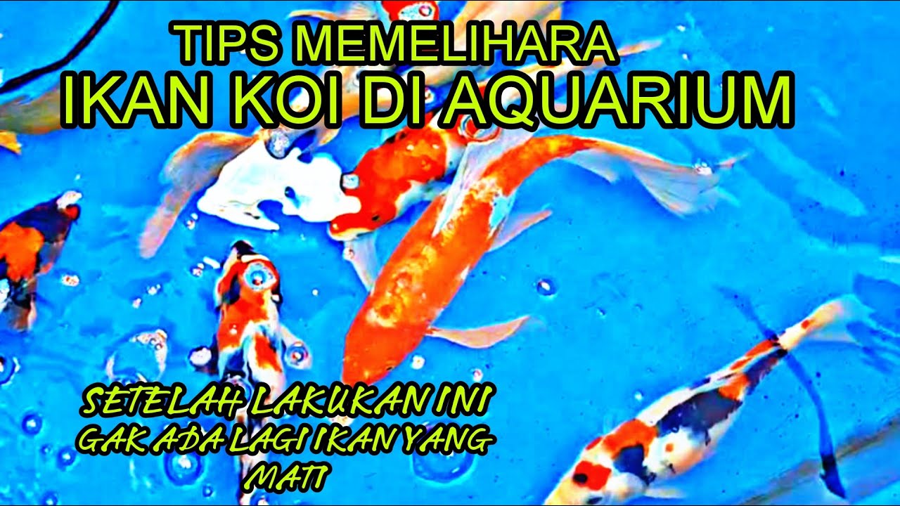 TIPS MERAWAT IKAN KOI DI AQUARIUM YANG BAIK DAN BENAR