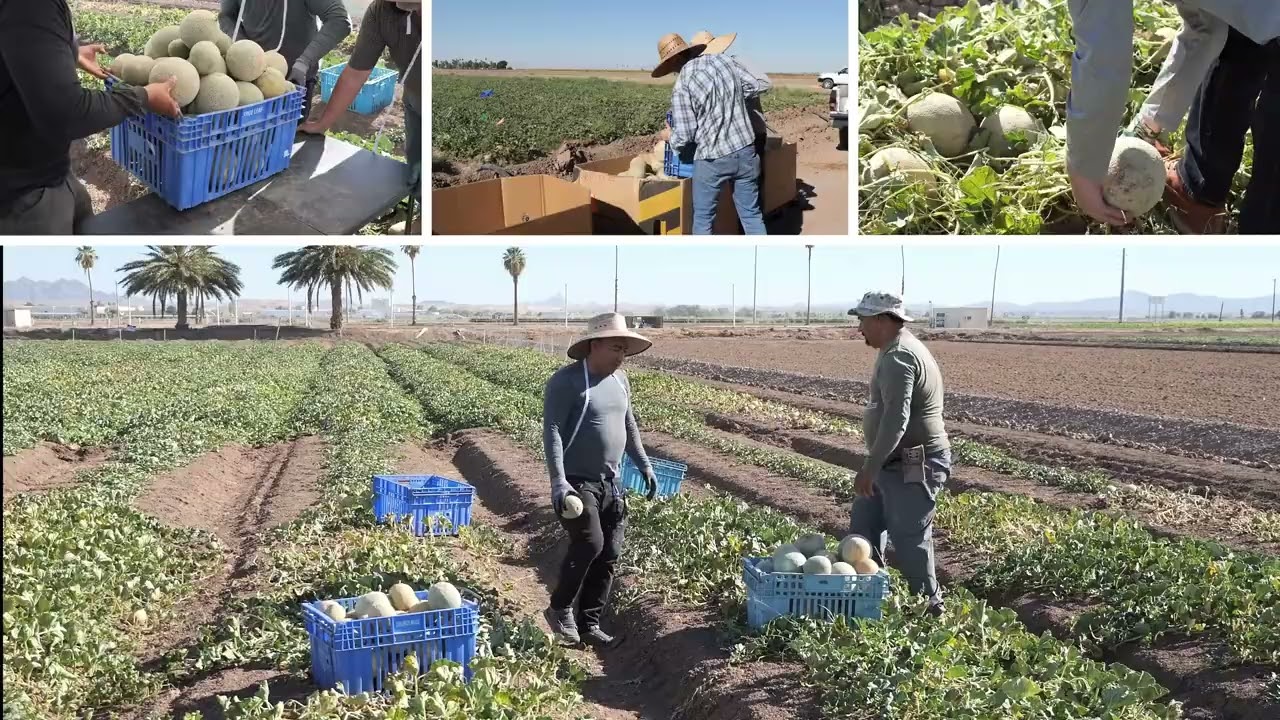 Melon Trials