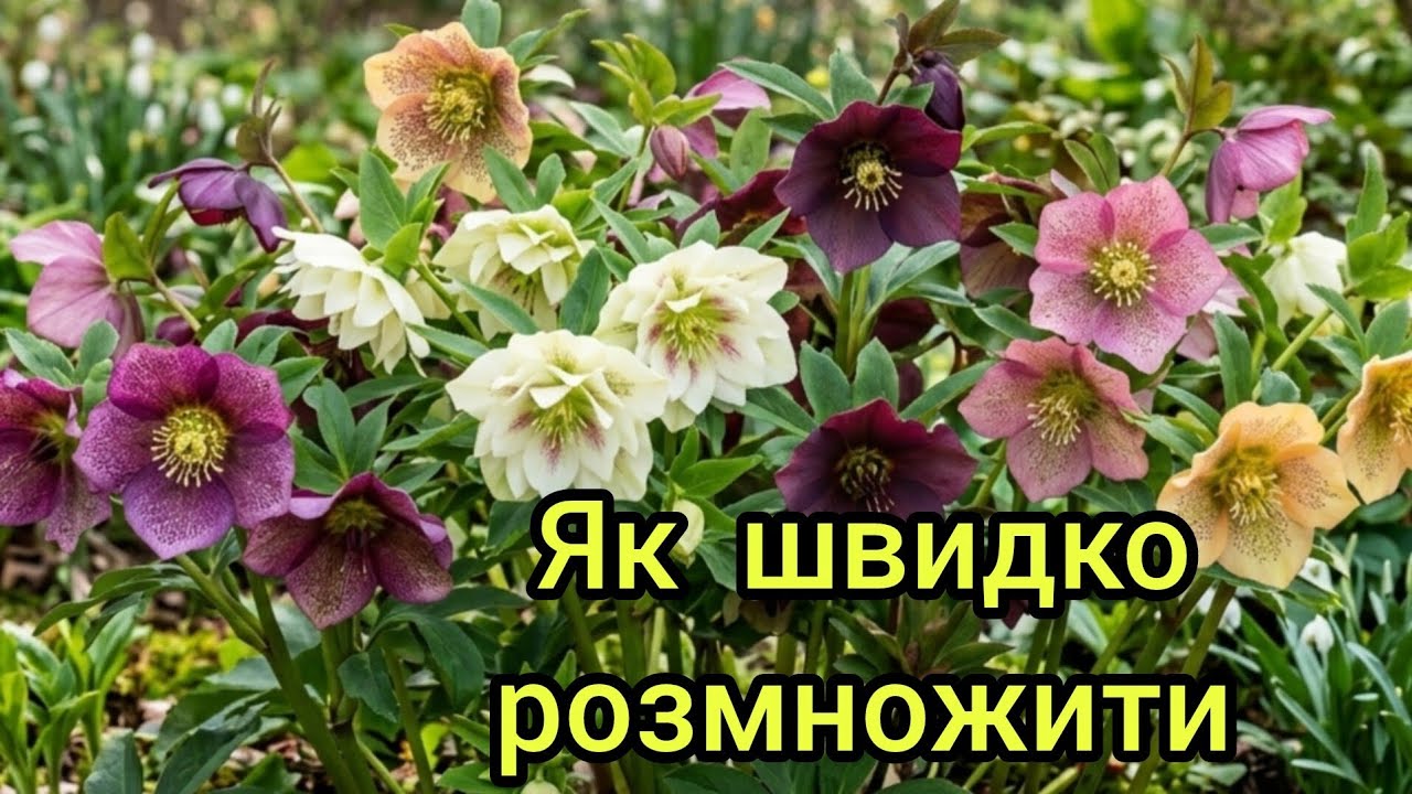 Як та коли розмножую та розсаджую морозник