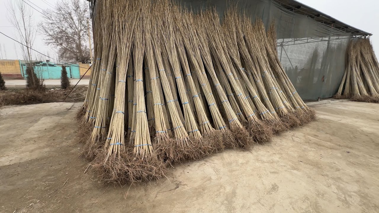ТЕРАКА КУЧАТЛАРНИ ДЕХҚОНДАН ДАЛАДАН ОЛСАНГИЗ НЕЧАПУЛ
