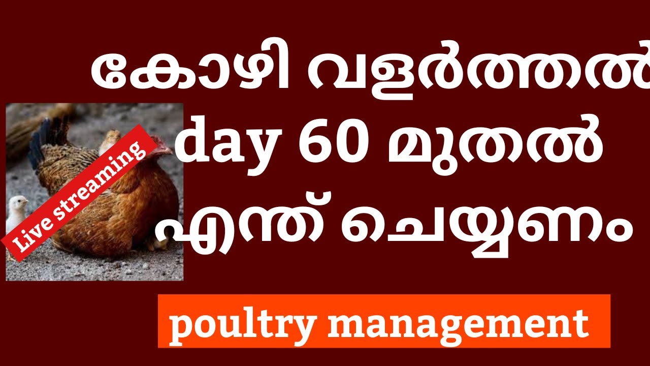 കോഴി വളർത്തൽ day 60 ദിവസം മുതൽ എന്ത് ചെയ്യണം ?/farm  management