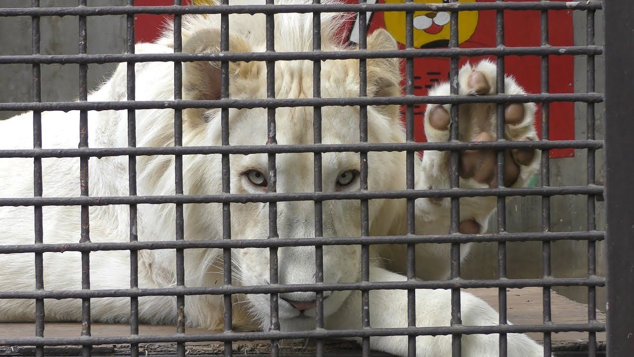 ホワイトライオンの肉球にタッチ (宇都宮動物園) 2018年4月30日