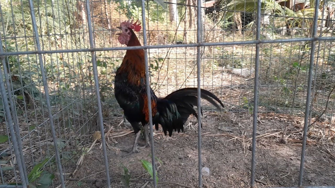 Come and see the chickens | SAME channel 