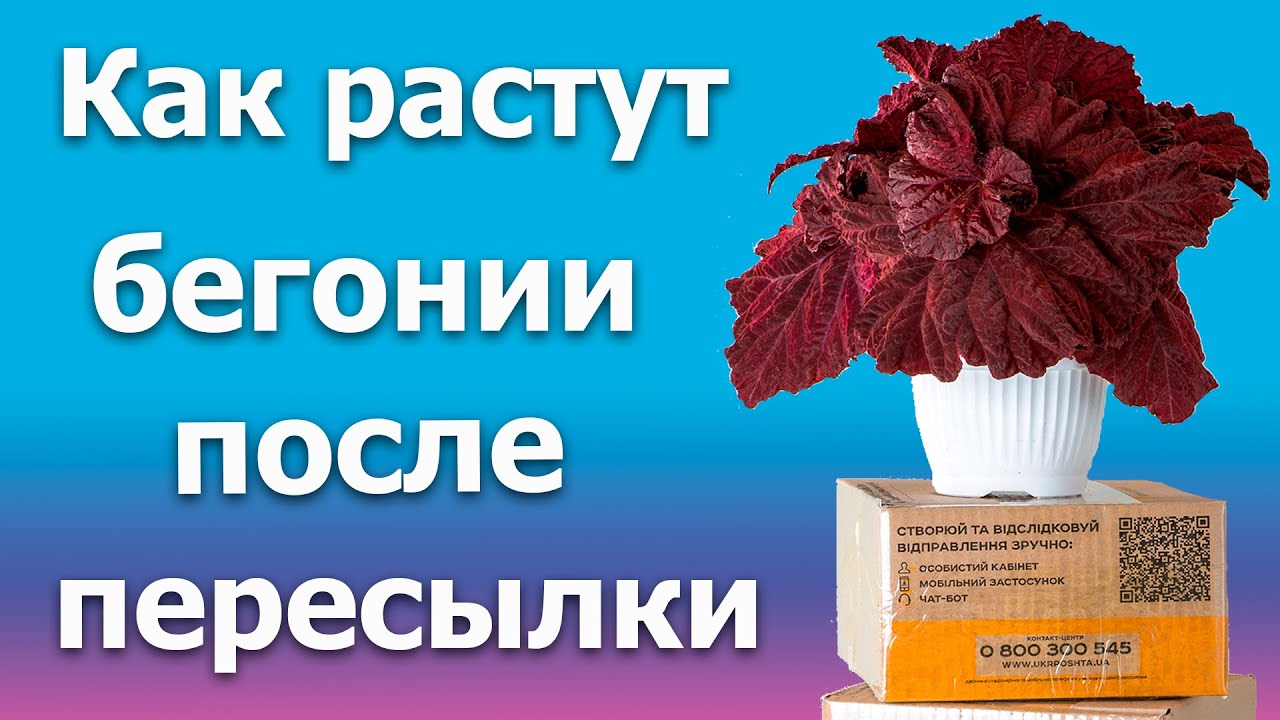 Как растут бегонии после пересылки (в посылке были месяц)