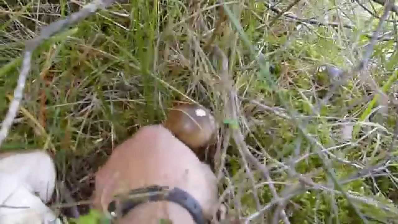 Llenegera al mig dels boixos