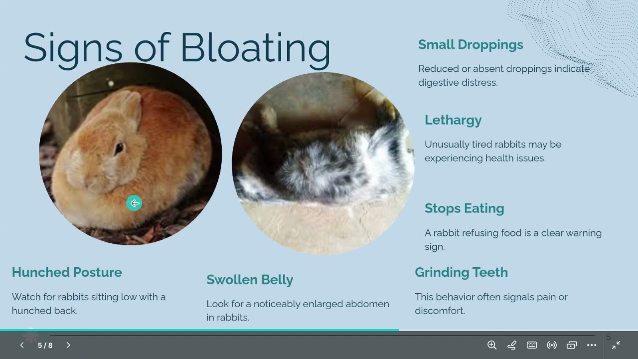 Understanding Bloating in rabbits.