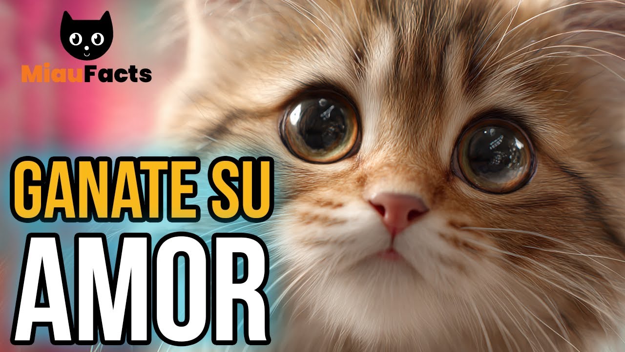 que cosas SI✔️ y que cosas NO❌ con tu GATITO 🐱❤️