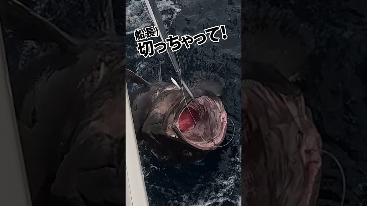 幻の巨大魚カンナギ38.58kg【船長が見た】南伊豆・もき丸2025.10.20 #釣り #fishing #カンナギ #もき丸 #マハタ