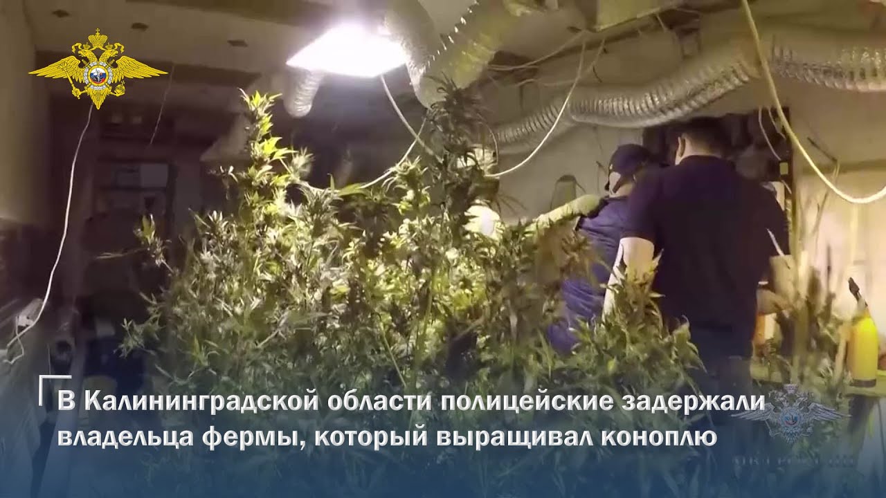 В Калининградской области полицейские задержали владельца фермы, который выращивал коноплю