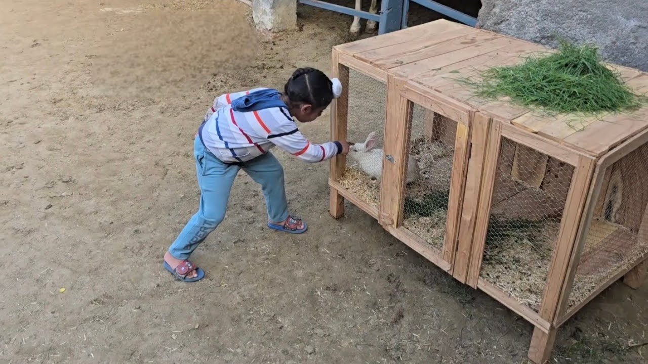 Anant is feeding grass to the rabbit