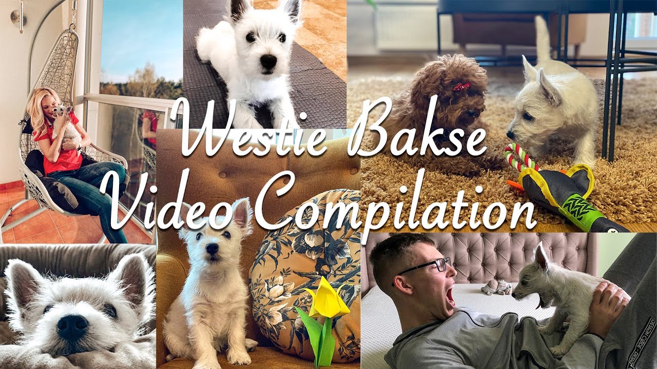 Westie Funny Video Compilation - 3 Months Old Westie Bakse