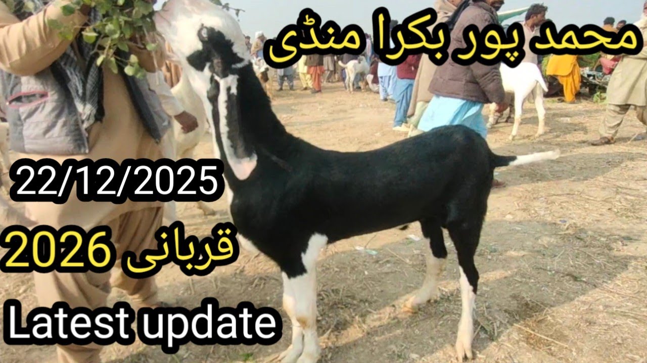 Muhammad pur Bakra mandi latest update,22/12/2025 | 2026 محمد پور بکرا منڈی قربانی 