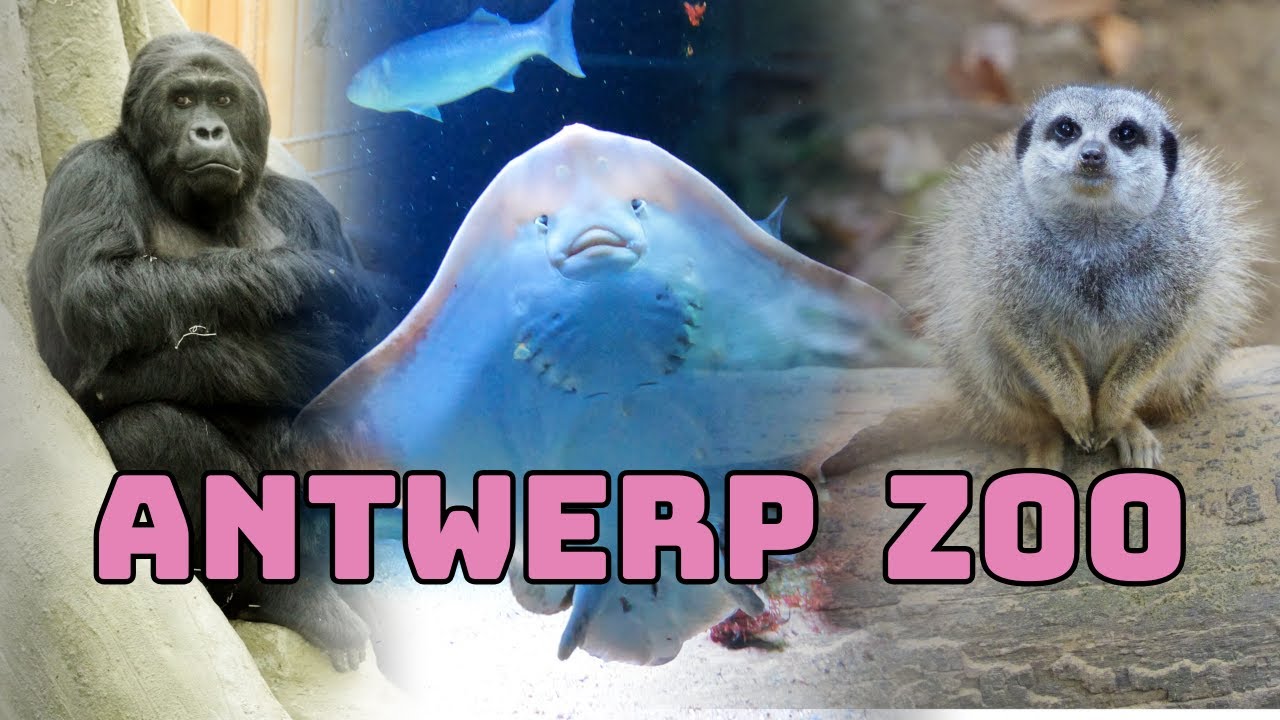 I Came for Amahoro, and Discovered Antwerp Zoo