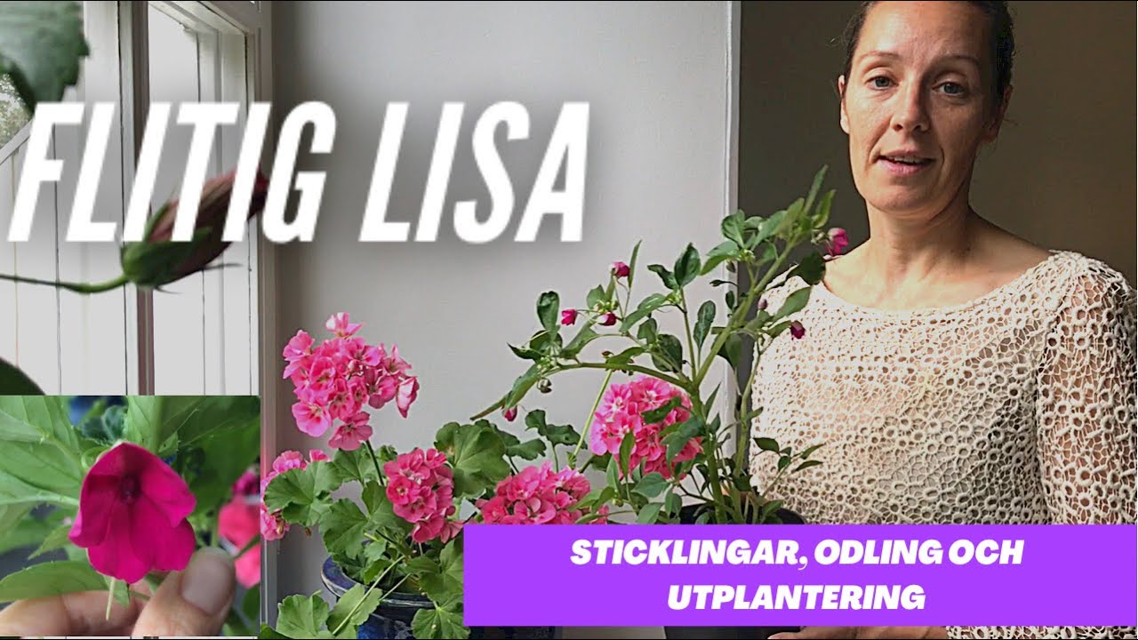 Flitig Lisa som krukväxt -sticklingar, plantering och odling