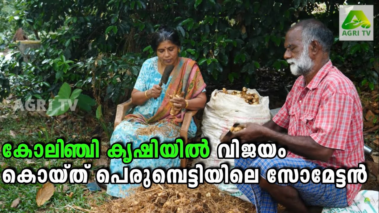 കോലിഞ്ചി കൃഷിയിൽ വിജയം കൊയ്ത് പെരുമ്പെട്ടിയിലെ സോമേട്ടൻ | Kolinchi
