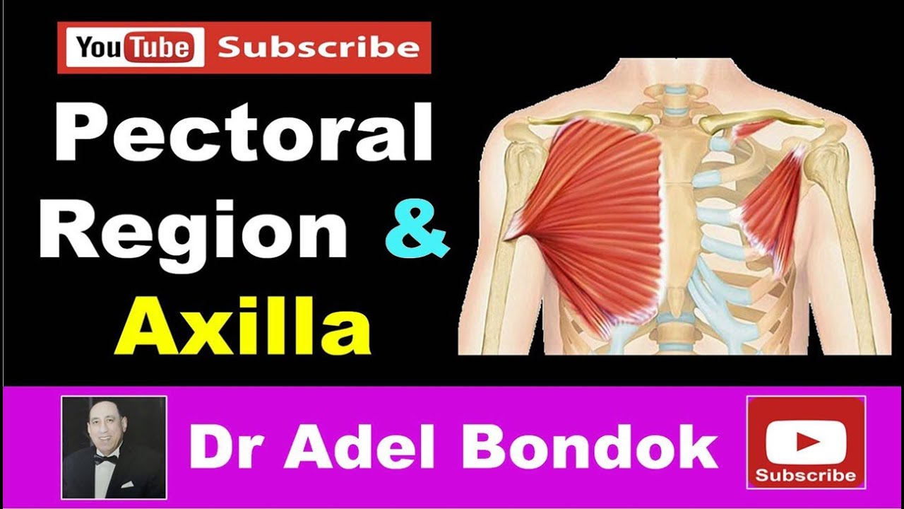 Organization of the Upper Limb, Axilla and Pectoral Region, Dr Adel Bondok
