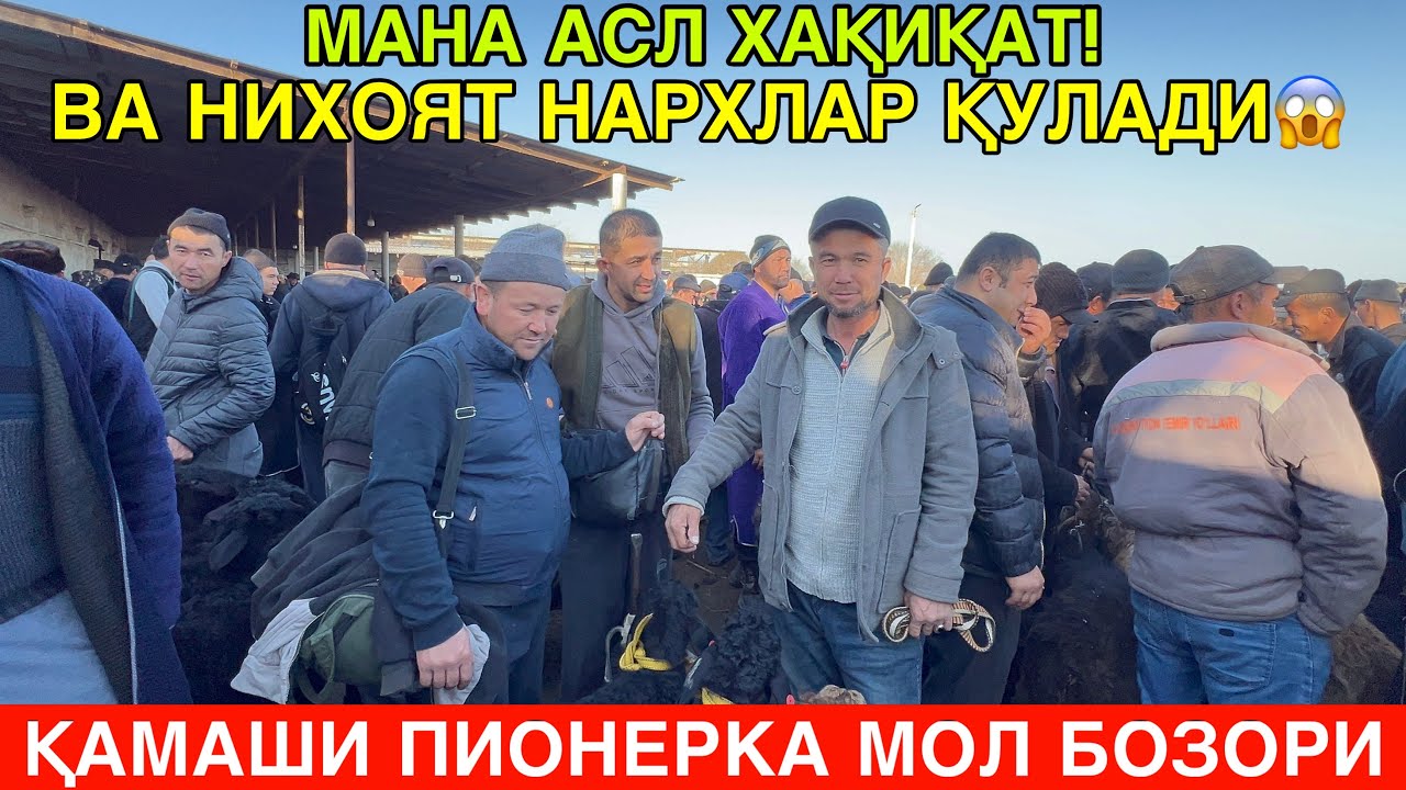 НАРХ ҚУЛАДИ. ОДАМЛАР ХАЙРАТДА. ҚАМАШИ ПИОНЕРКА ҚӮЙ БОЗОРИ. ХОЗИР ОЛИНГ. ҚАШҚАДАРЁ 2026-ЙиЛ 25-ФЕВРАЛ