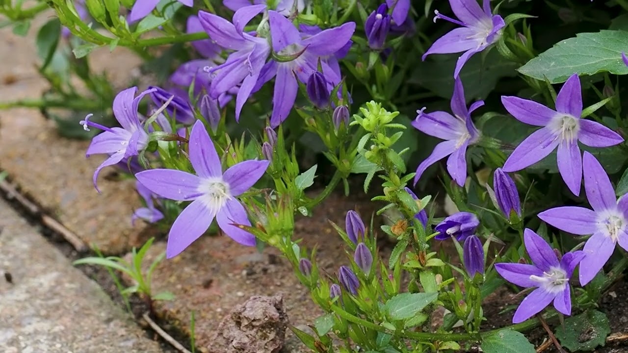 Glockenblumen. H&uuml;bsch, vielseitig & bienenfreundlich