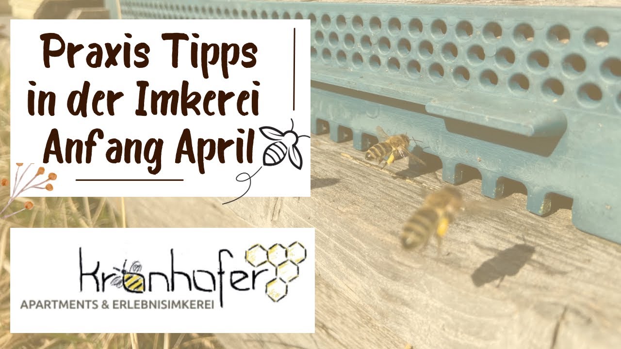 2. Praxis im April - Futterkranzprobe und Umsiedlung Ableger von EHM auf Zander