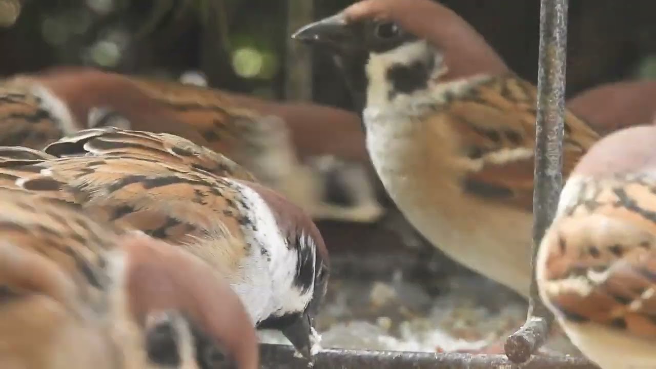 雀：メジロ：ヒヨドリ・・・今日も餌が貰えるので、まったりと順番待ち。