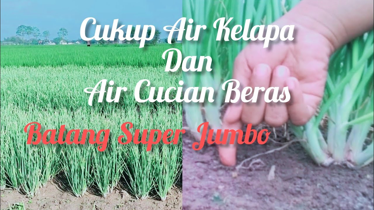 CUKUP PAKAI AIR KELAPA DAN AIR CUCIAN BERAS TANAMAN SUBUR DAN BATANGNYA SUPER BESAR
