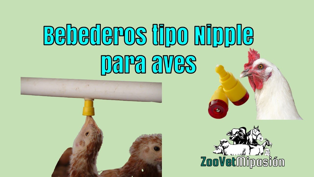 Bebederos tipo niple para aves en avicultura