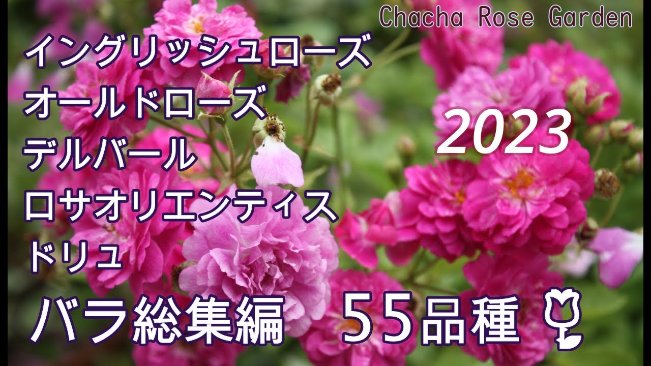 【バラの庭】2023年のバラ55品種♡イングリッシュローズ、デルバール、ロサオリエンティス