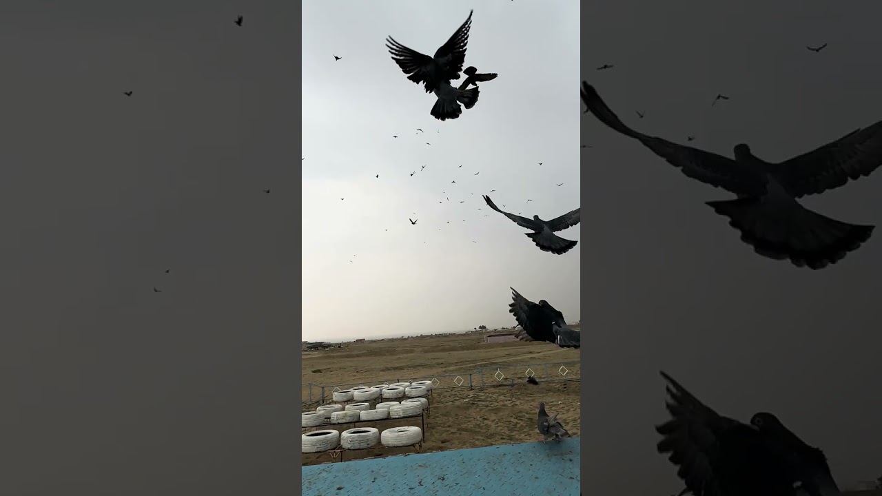 ٢٥ يناير، ٢٠٢٦