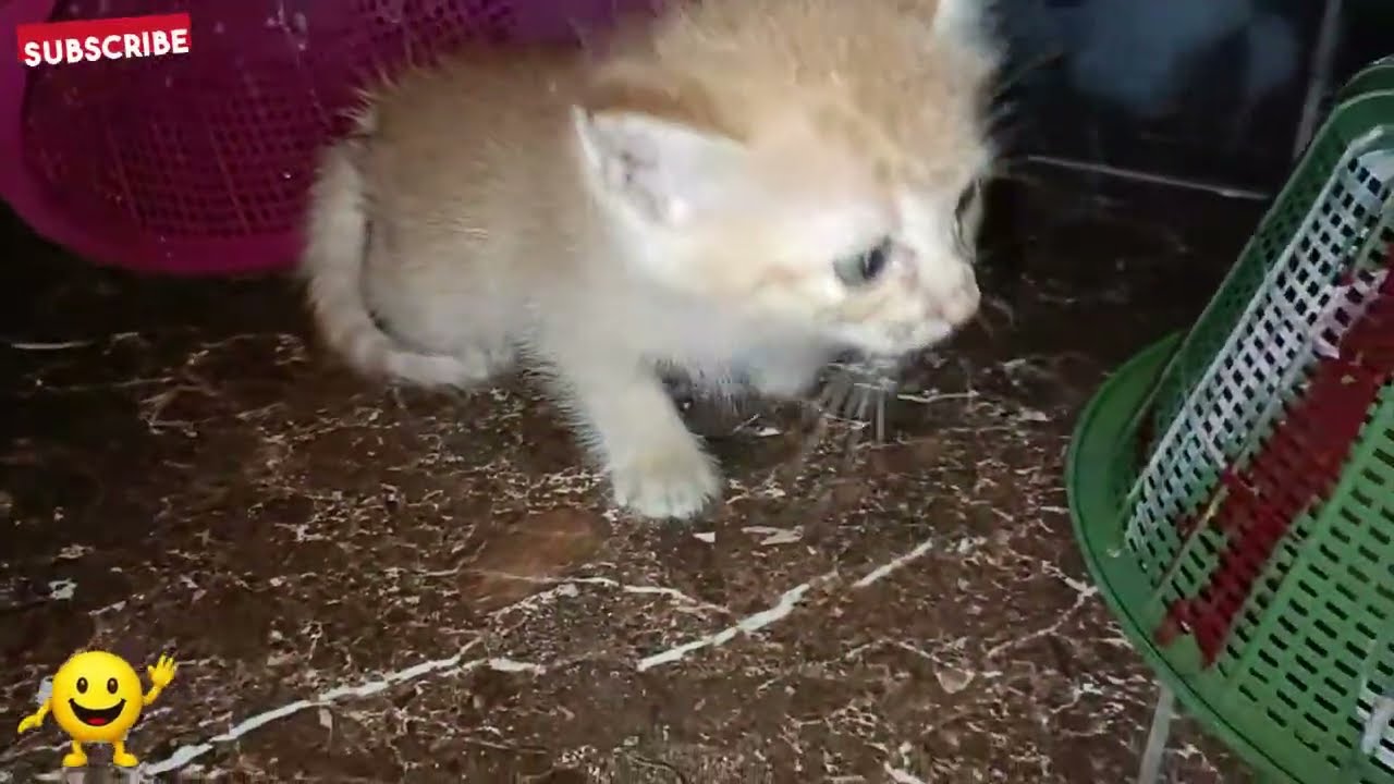 Menangkap 3 Kucing Orange Kompak Bikin Ulah, Endingnya Bikin Ketawa!
