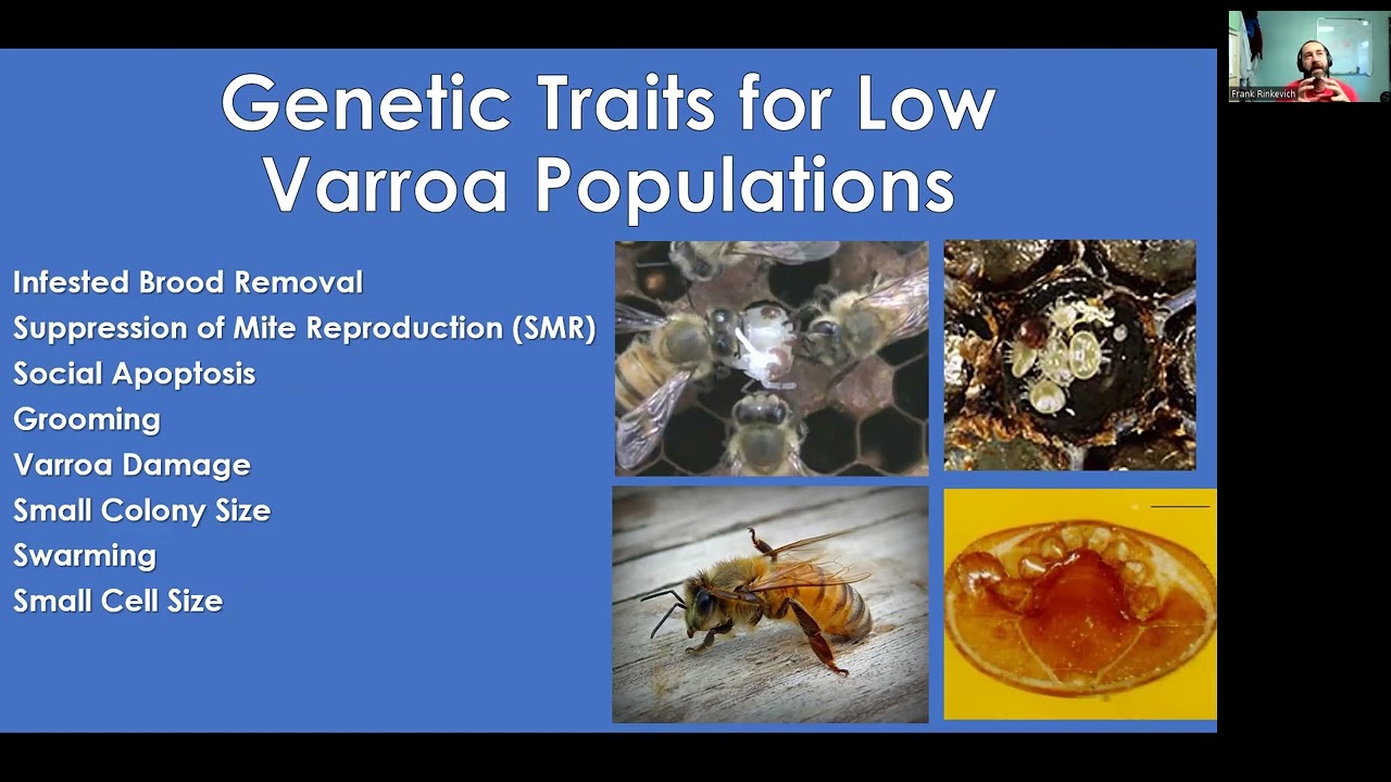 Dr. Frank Rinkevich, USDA ARS talks POL-Line queens