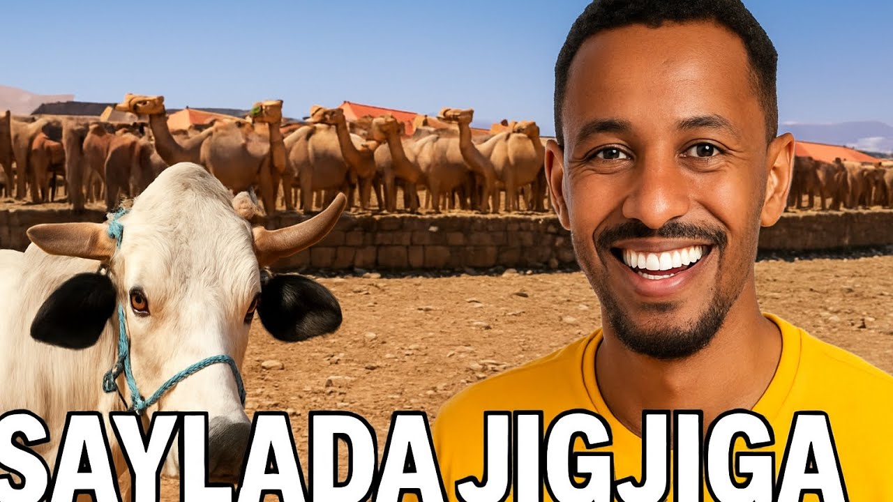 Waa sidee saylada jigjiga 