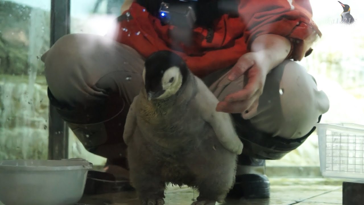 AWS 2015年エンペラーペンギンの赤ちゃん体重測定-Baby Emperor Penguin-
