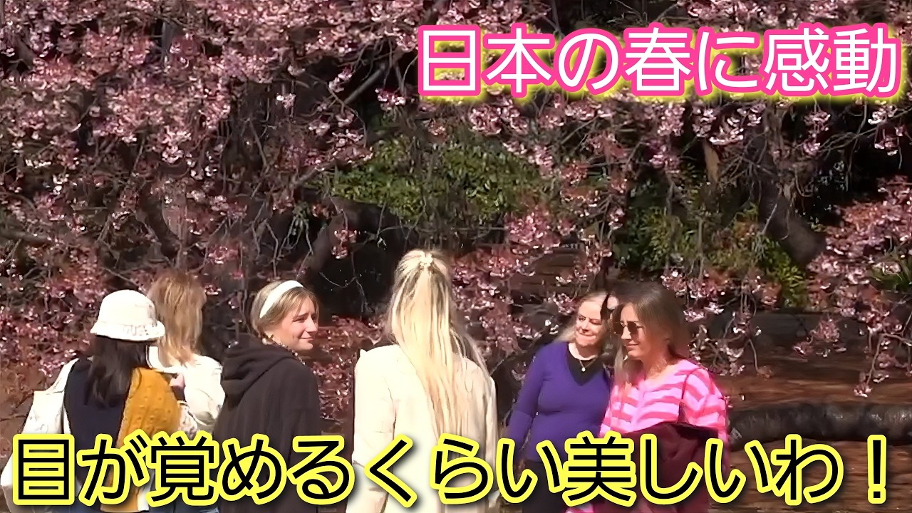 目が覚めるくらい美しいわ！外国人観光客が早咲きの桜が咲く日本の春に感動する