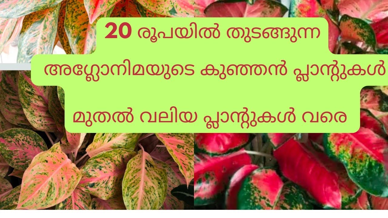 20 രൂപയിൽ തുടങ്ങുന്ന അഗ്ലോനമയുടെ കുഞ്ഞൻ പ്ലാന്റുകൾ മുതൽ വലിയ പ്ലാന്റുകൾ വരെ 