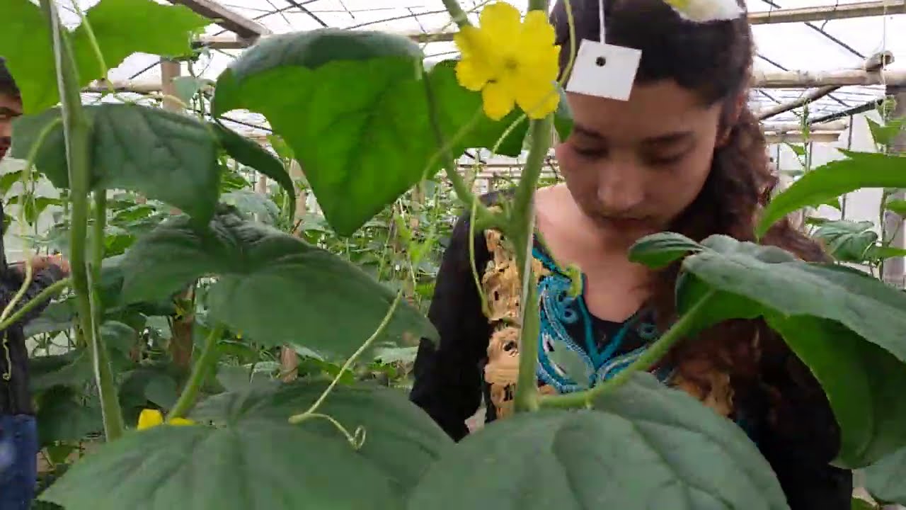 काक्रोमा कसरी परागसेचन गर्ने ? How to Hand Pollinate Indoor Cucumber | Manich Rai