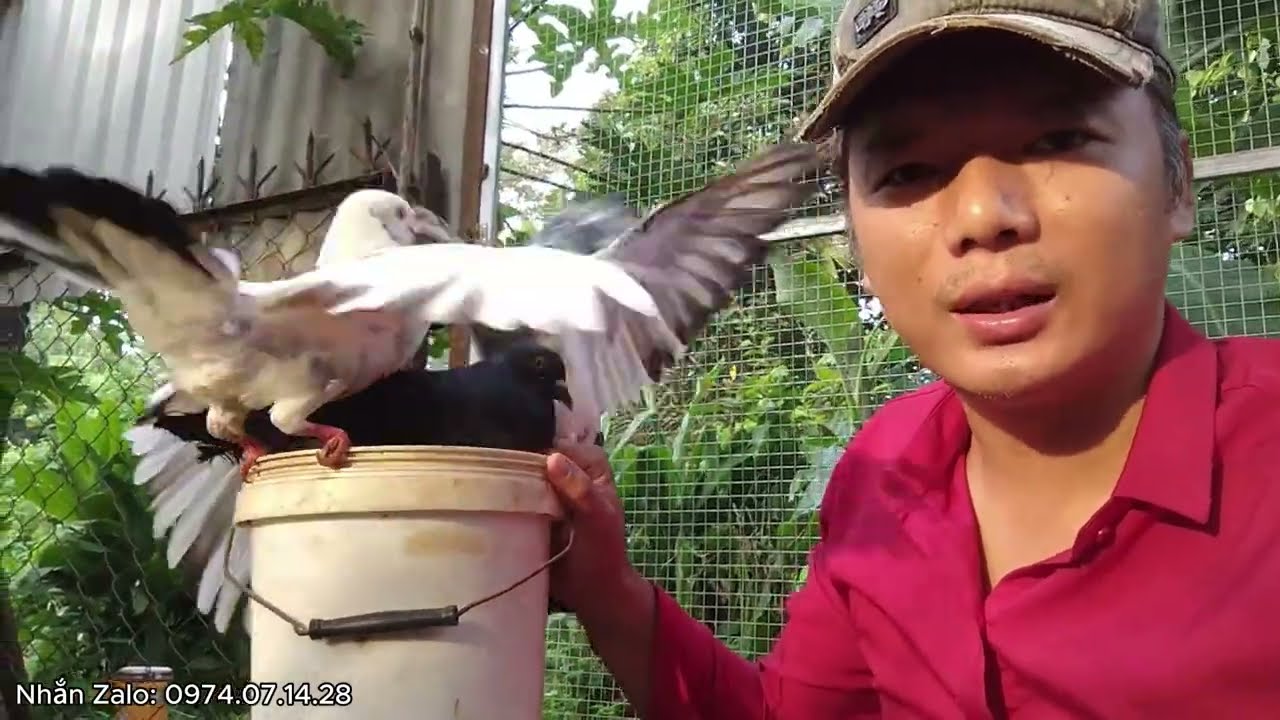 Chi phí thức ăn 1 tháng cho 16 cặp chim bồ câu.. Nuôi chim bồ câu bán lợi nhuận bao nhiêu?