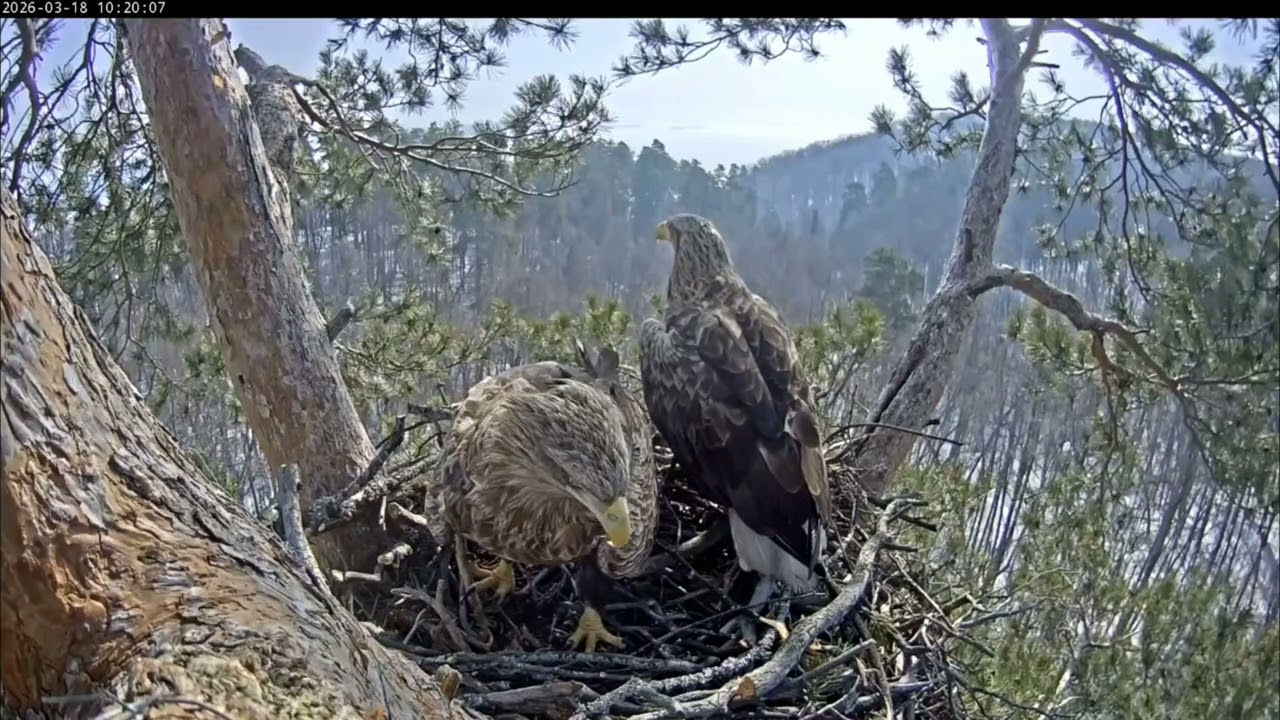 18.03.2026 Камычи. Чулман с веткой и следом за ним Кама. 