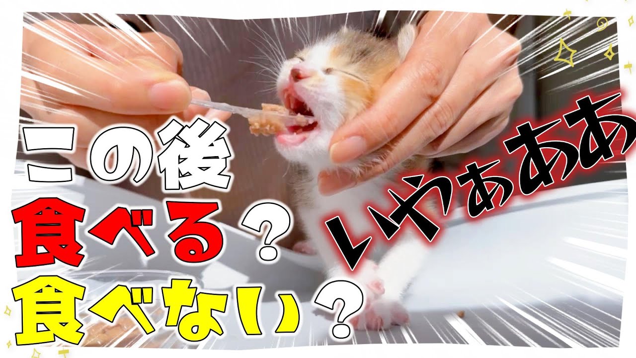 【子猫はじめての離乳食】「イヤァアアア～」からのイヤ？パクパク？！どっち★ロイヤルカナン【保護猫生活23日目】