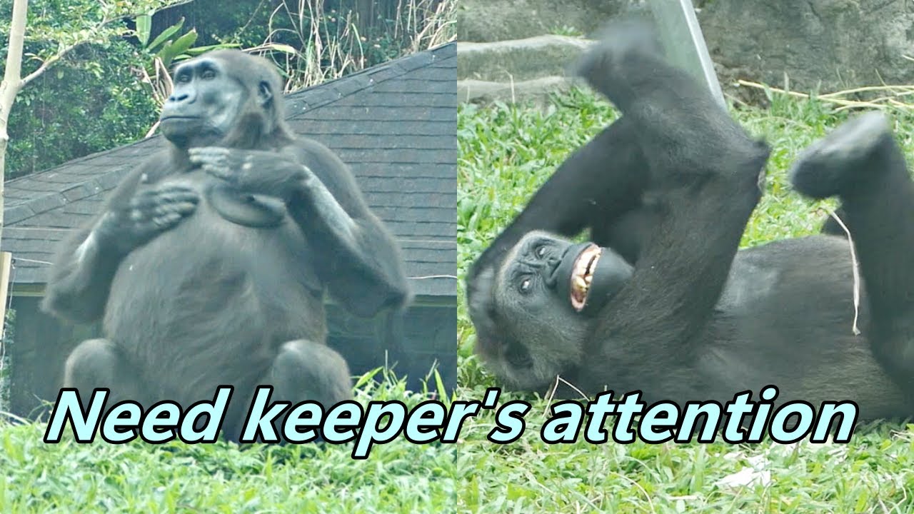 Gorilla D'jeeco family made cute action to appeal keeper's attention./ 迪亞哥家族做出可愛動作吸引保育姊姊的注意😊