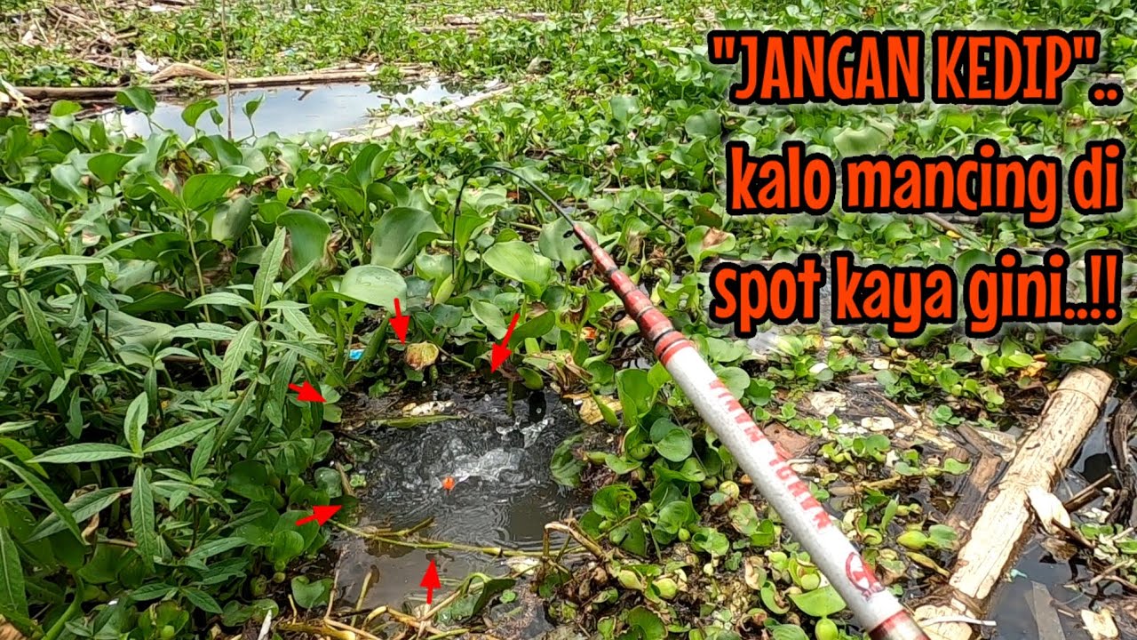 JANGAN KEDIP HARUS FOKUS KE PELAMPUNG KALAU MANCING DI SPOT SEPERTI INI || NAHOL MANIA
