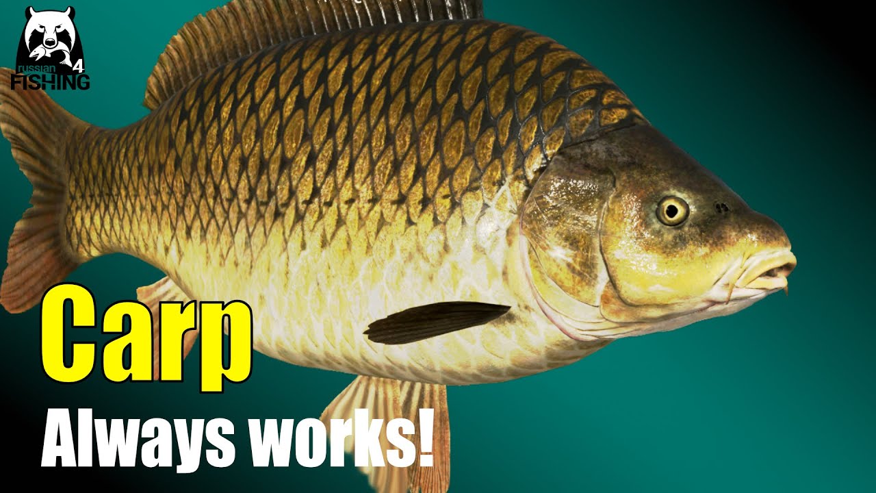 Russian Fishing 4 -  Bear Lake - Always works! Which baits? Which Groundbait?