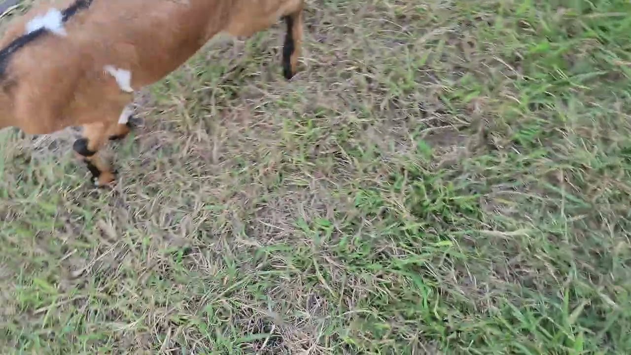 Goat, there is a goat and now there are two goats, Goat