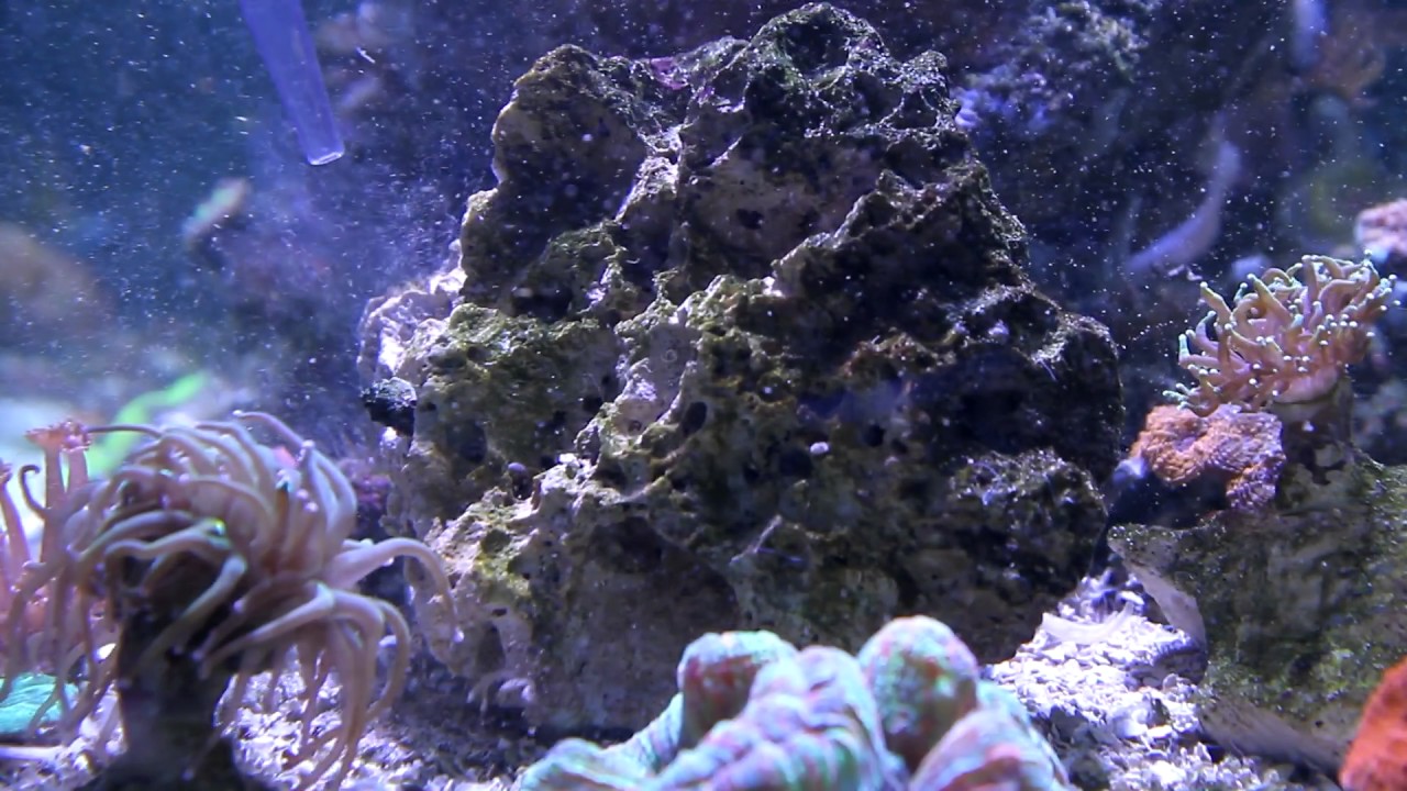 Manutenção Reef