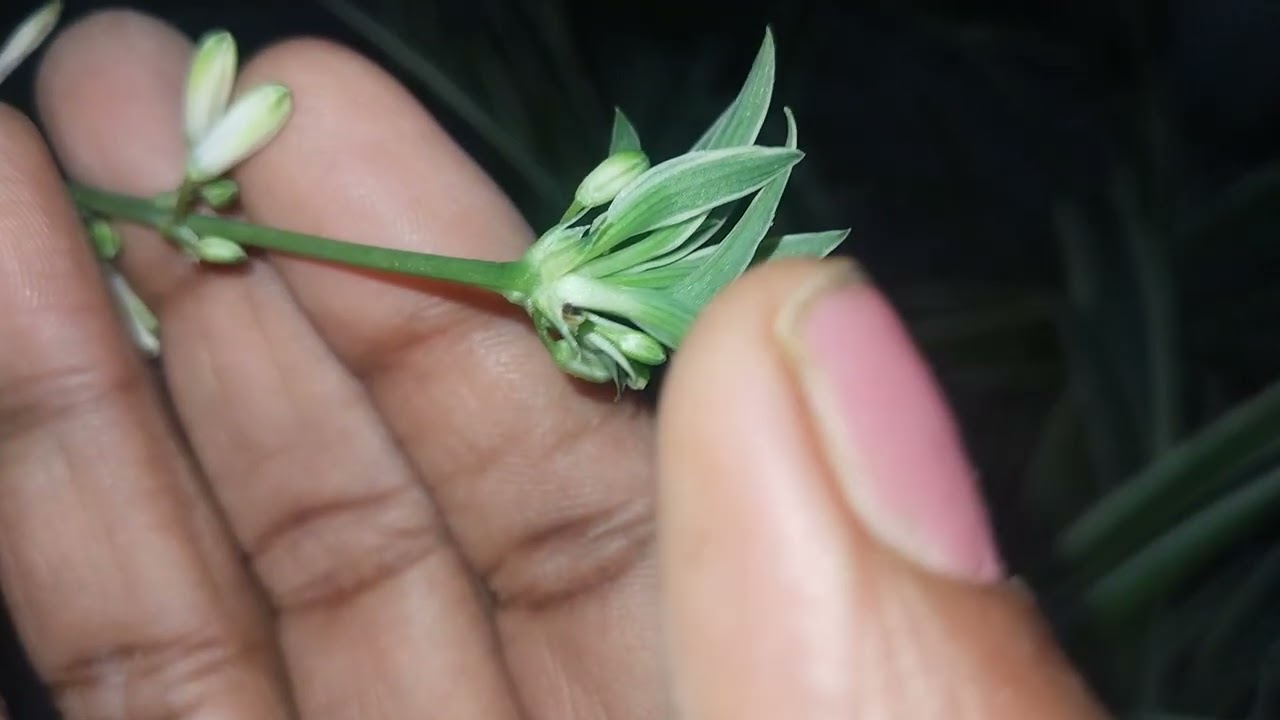 Spider plant ☘️🌵#🌿🌿💐|runner plant runner yeah baby plant ☘️ shishe Laga sakte hain 🌿☘️✨|