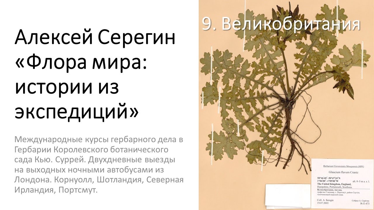 Алексей Серегин 