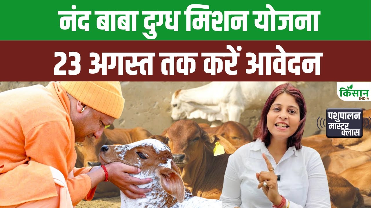 Nand Baba Dugdh Mission: गाय पालन पर मिल रही है भारी सब्सिडी, जल्दी करें ऐसे आवेदन। Subsidy Scheme