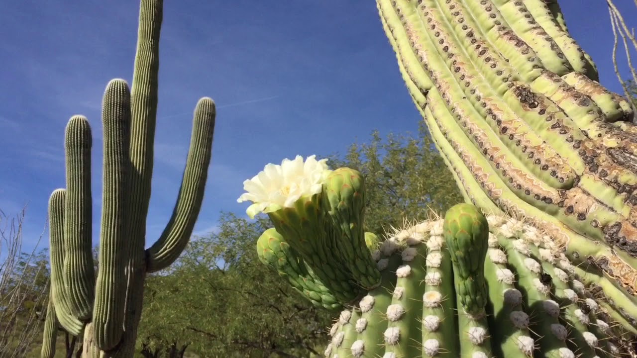 Watch: Saguaros blooming when? Right now!