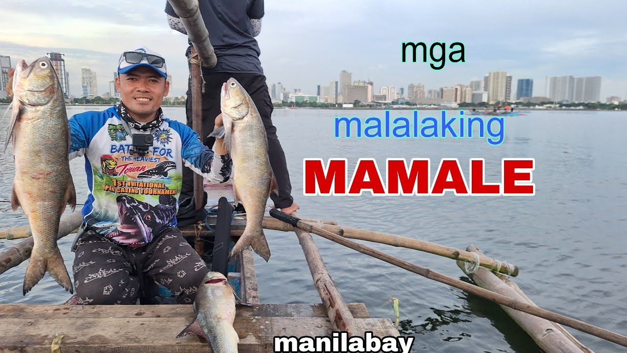 Mga MAMAW na MAMALE dali at feeding frenzy kami sa spot/ manilabay 