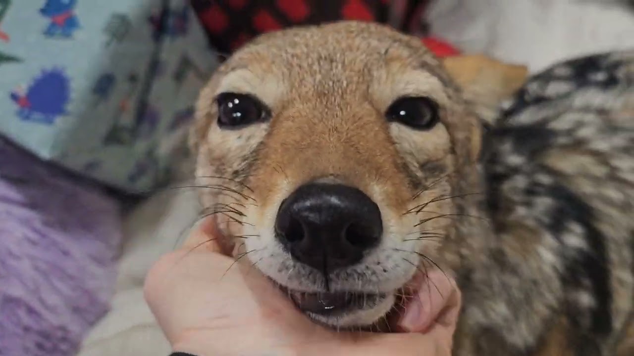 African jackals opening Christmas presents